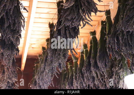 Fasci di lavanda appesi al soffitto per asciugare in una fattoria di lavanda in Sequim, Washington Foto Stock