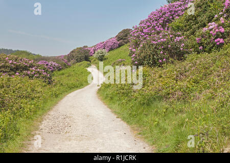 Sentiero collinare, Margam Country Park, Margam, Port Talbot, South Wales, Regno Unito Foto Stock