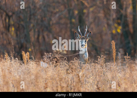 Buck con daini caprioli nel selvaggio Foto Stock