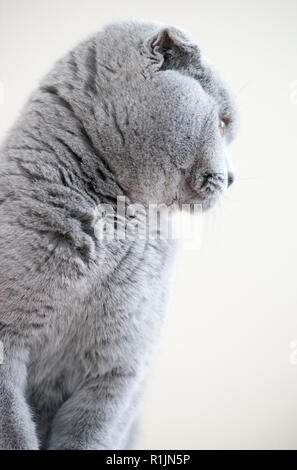 Profilo laterale di un grigio Scottish Fold prigioniero chiamato cat Humphrey Foto Stock