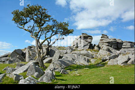 King's Tor su Dartmoor Devon Foto Stock