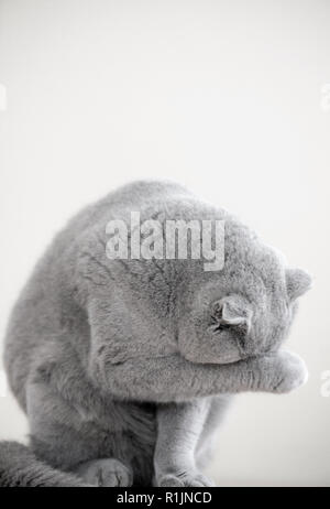 Ritratto monocromatica di grigio di un prigioniero maschio Scottish Fold gatto chiamato Humphrey Foto Stock