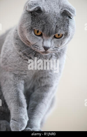 Ritratto verticale di un grigio Scottish Fold prigioniero chiamato cat Humphrey Foto Stock