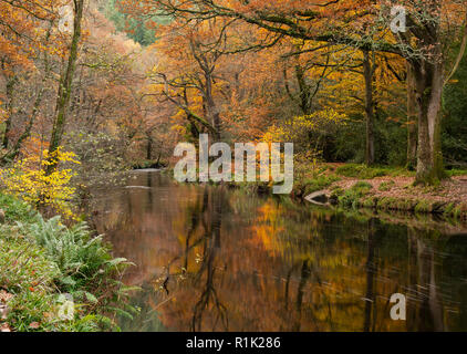 Teign Gorge, Devon, 13 novembre 2018. Regno Unito: Meteo bellissimi colori autunnali lungo le rive del fiume Teign. La tonalità oro del fogliame sono riflessi nel fiume su una luminosa e calda giornata autunnale. Credito: Celia McMahon/Alamy Live News. Foto Stock