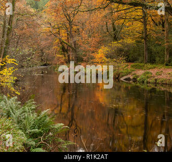 Teign Gorge,13 novembre 2018. Regno Unito: Meteo bellissimi colori autunnali lungo le rive del fiume Teign. La tonalità oro del fogliame sono riflessi nel fiume su una luminosa e calda giornata autunnale. Credito: Celia McMahon/Alamy Live News. Foto Stock