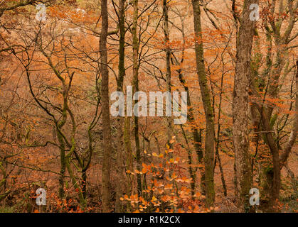 Teign Gorge, Devon, 13 novembre 2018. Meteo REGNO UNITO: Il bosco di alberi hanno iniziato a spargere il loro golden fogliame autunnale dopo una settimana di forti venti e piogge torrenziali. I mesi più caldi è previsione prima della caduta di temperatura alla fine della settimana. Credito: Celia McMahon/Alamy Live News Foto Stock