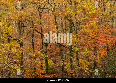 Teign Gorge, Devon, 13 novembre 2018. Meteo REGNO UNITO: Il bosco di alberi hanno iniziato a spargere il loro golden fogliame autunnale dopo una settimana di forti venti e piogge torrenziali. I mesi più caldi è previsione prima della caduta di temperatura alla fine della settimana. Credito: Celia McMahon/Alamy Live News Foto Stock