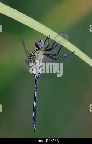 Lunga libellula Skimmer (Orthetrum trinacria), femmina Foto Stock