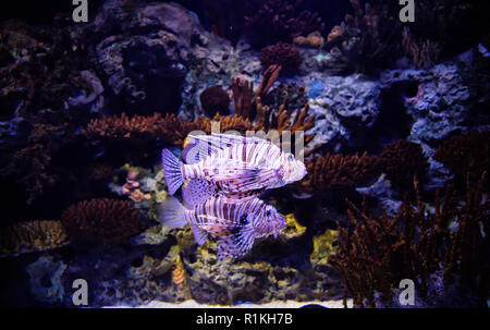 Leone dragon acquario di Lisbona, Portogallo Foto Stock