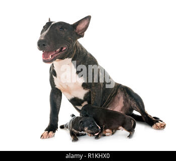 Miniatura bull terrier e cuccioli di fronte a uno sfondo bianco Foto Stock