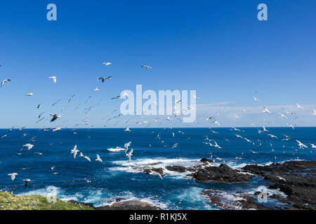 Centinai di volare i gabbiani ai Nobbies , Philip Island, Victoria, Australia Foto Stock