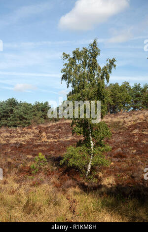 Appassiti heather dovuta a calda estate secca, Maasduinen National Park, il Limburgo, Paesi Bassi Foto Stock