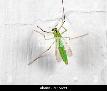 La fotografia macro di gru verde volare sul muro bianco Foto Stock