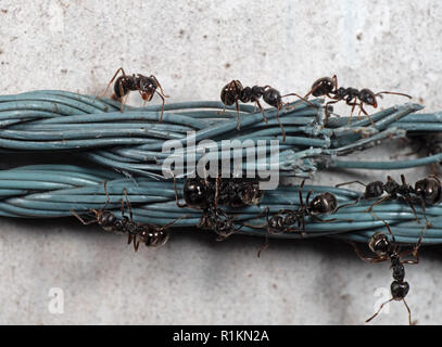 La fotografia macro di gruppo di Nero Garden formiche sulla fune in nylon Foto Stock