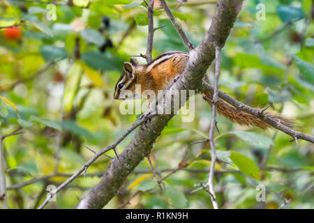 Un rosso-tailed Scoiattolo striado in un albero, Williams Lake, montagne Cariboo Park, British Columbia, Canada Foto Stock