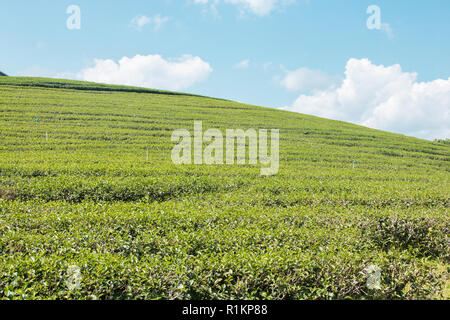 Foglie di tè verde e depositata sul cielo blu Foto Stock