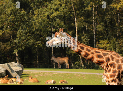 Un Rothschild giraffe di leccare il naso e la faccia. Lei ha la pelle marrone con macchie di luce. Anche lei ha delle piccole corna. Foto Stock