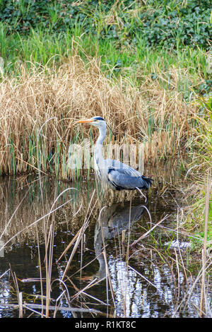 Un singolo airone cinerino (Ardea cinerea) in corrispondenza del bordo di uno stagno, circondato da canne e giunchi Foto Stock