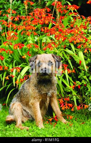 Border terrier si siede rilassato nella parte anteriore del rosso e giallo pianta flowering. Guardando direttamente alla fotocamera in una bella incorniciato colpo di una famiglia pet a proprio agio. Foto Stock