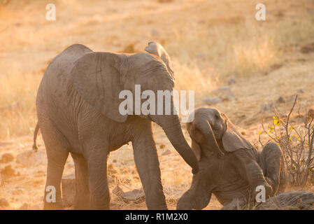 Baby elefanti plica Foto Stock