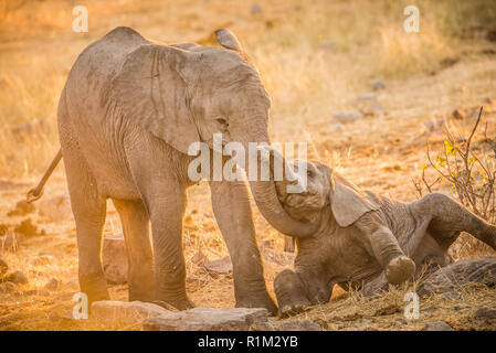 Baby elefanti plica Foto Stock