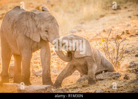 Baby elefanti plica Foto Stock