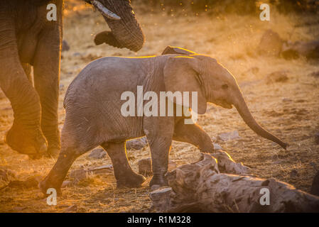 Baby elefanti plica Foto Stock