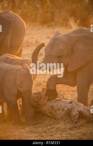 Baby elefanti plica Foto Stock