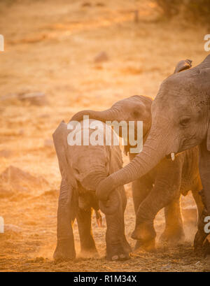 Baby elefanti plica Foto Stock