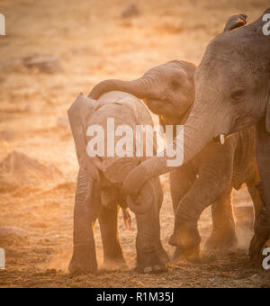 Baby elefanti plica Foto Stock