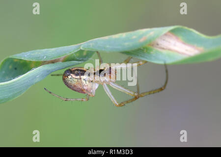 Orb-tessitura spider, Metellina mengei/segmentata Foto Stock
