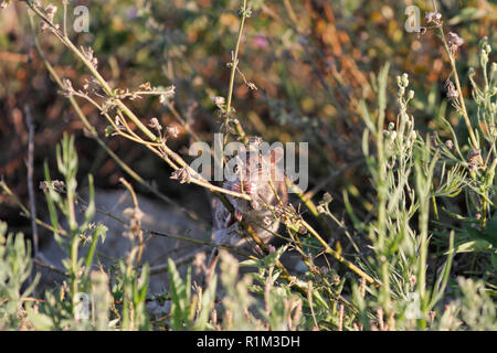 Ave river rat dissimulata tra la vegetazione dalla riva del fiume in cerca di cibo, a nord del Portogallo Foto Stock