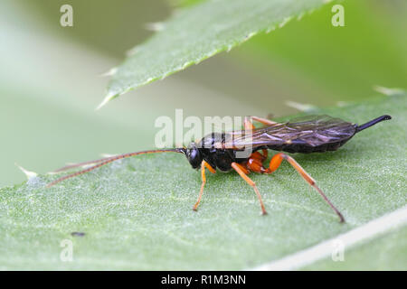 Ichneumon parassitoide wasp Foto Stock