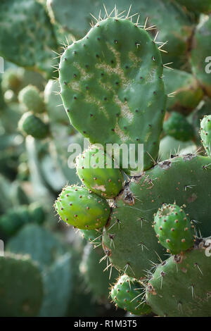 L' Opuntia, vegetale commestibile comunemente chiamato fico d'india, è un genere nella famiglia di cactus, Cactaceae Foto Stock