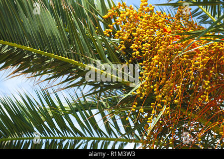 Date giallo crescere su un albero di palma, close-up foto con messa a fuoco selettiva Foto Stock