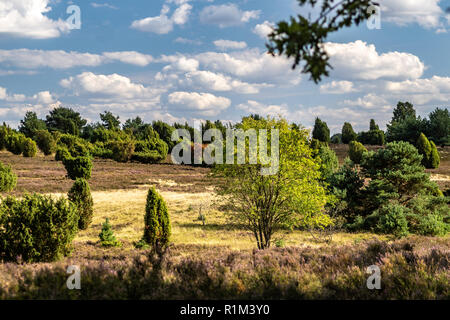 Lueneburger heath bellissimo paesaggio di Heather Foto Stock