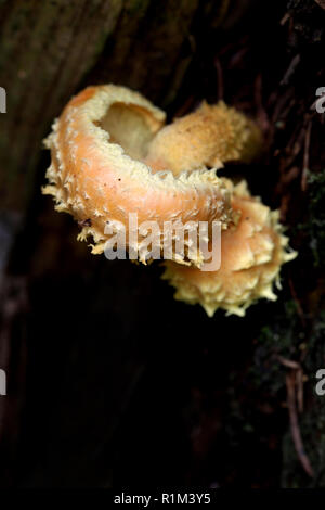 Pholiota flammans, comunemente noto come il giallo, pholiota fiammeggiante, Pholiota o la fiamma scalecap Foto Stock