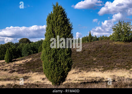 Lueneburger heath bellissimo paesaggio di Heather Foto Stock