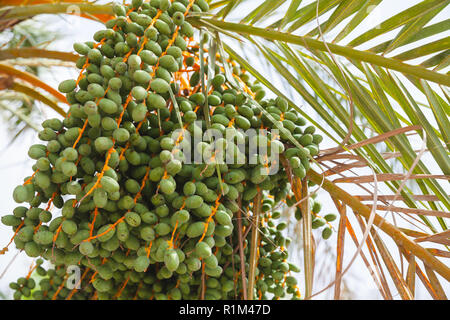 Date verde crescere su un albero di palma, close-up foto con messa a fuoco selettiva Foto Stock