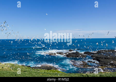 Centinai di volare i gabbiani ai Nobbies , Philip Island, Victoria, Australia Foto Stock