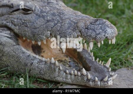 Coccodrillo del Nilo, rettile Foto Stock