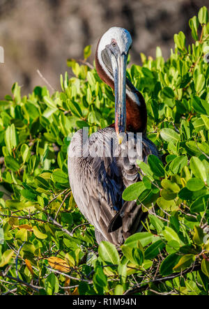 Pellicano marrone (Pelecanus occidentalis), Puerto Ayora, Santa Cruz o isola di instancabile, Galapagos, Ecuador Foto Stock