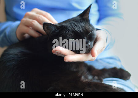 Gatto nero nelle mani della ragazza. Close-up. Foto Stock