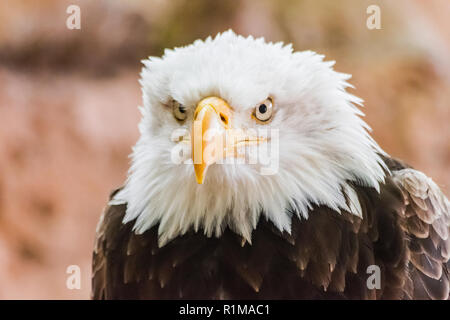 Aquila calva testa verticale (Haliaeetus leucocephalus) con rocce sullo sfondo Foto Stock