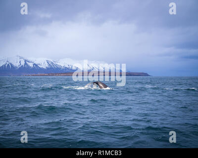 Coda di Humpback Whale al largo della costa di Islanda vicino Hauganes Foto Stock