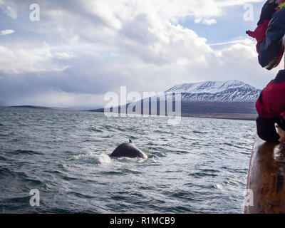 Humpback Whale al largo della costa di Islanda vicino Hauganes Foto Stock