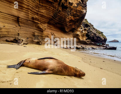 Sea Lion (Zalophus wollebaeki) sulla spiaggia di Punta Pitt, San Cristobal o isola Chatham, Galapagos, Ecuador Foto Stock