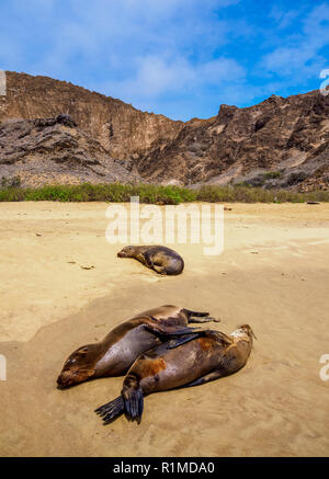 I leoni di mare (Zalophus wollebaeki) sulla spiaggia di Punta Pitt, San Cristobal o isola Chatham, Galapagos, Ecuador Foto Stock