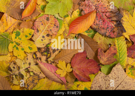 Meravigliosa miscela di capannone British autunnali foglie decidue con sfumature di giallo, verde, arancione, Acer, faggio, castagno, nocciolo, Prunus, Liriodendron Foto Stock