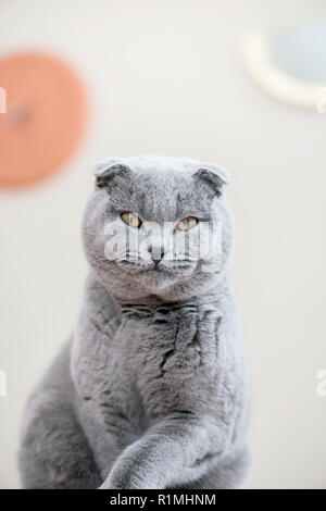 Ritratto verticale di un grigio Scottish Fold prigioniero chiamato cat Humphrey Foto Stock